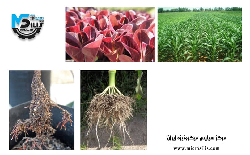 کاربرد سیلیس در کشاورزی - سیلیس میکرونیزه کشاورزی - سیلیس کشاورزی